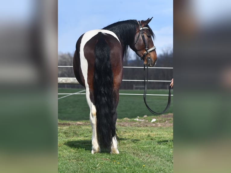 Fries paard Mix Ruin 4 Jaar Gevlekt-paard in Strasburg