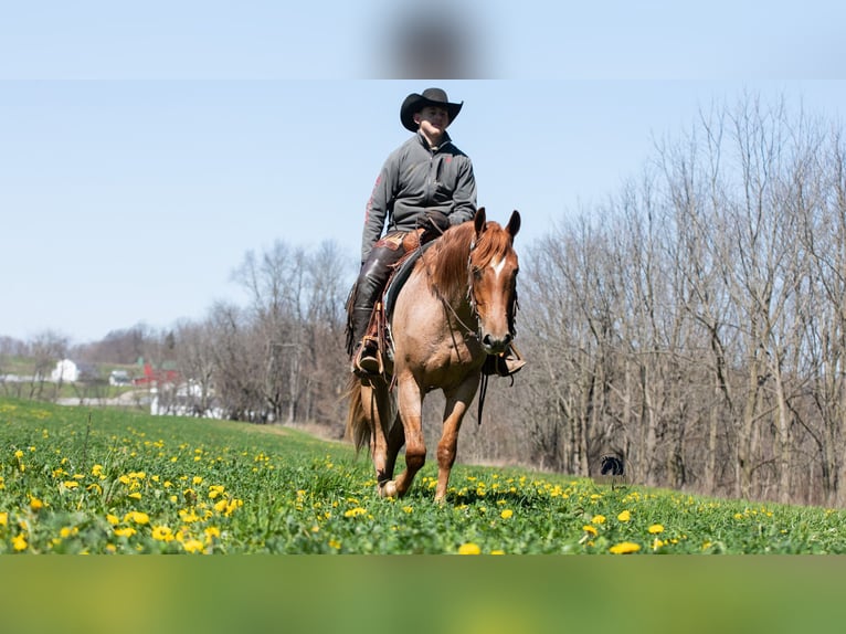 Fries paard Mix Ruin 4 Jaar Roan-Red in Fredericksburg, OH