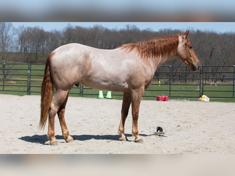 Fries paard Mix Ruin 4 Jaar Roan-Red in Fredericksburg, OH