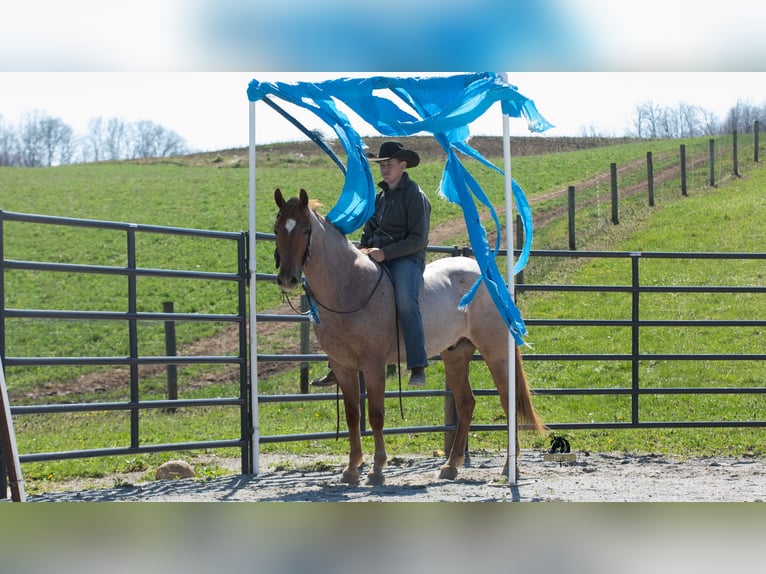 Fries paard Mix Ruin 4 Jaar Roan-Red in Fredericksburg, OH