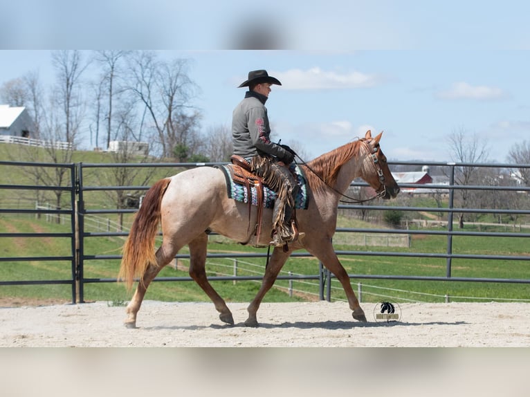 Fries paard Mix Ruin 4 Jaar Roan-Red in Fredericksburg, OH