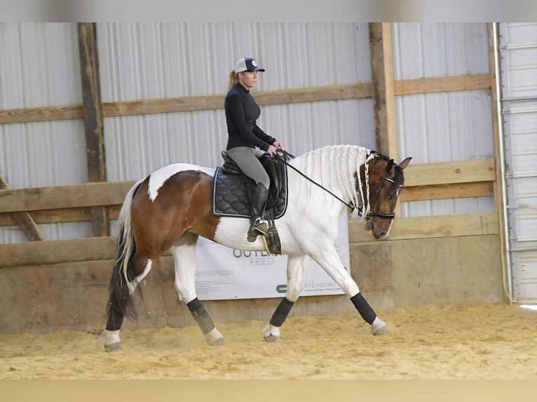 Fries paard Ruin 4 Jaar Tobiano-alle-kleuren in INdependence IA