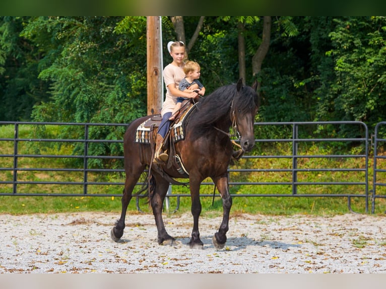 Fries paard Ruin 4 Jaar Zwart in New Holland
