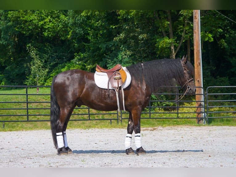 Fries paard Ruin 4 Jaar Zwart in New Holland