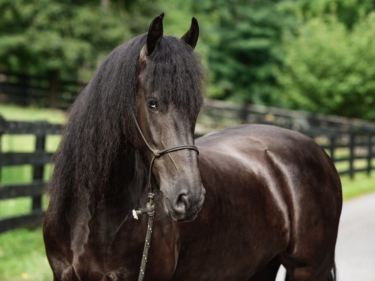 Fries paard Ruin 4 Jaar Zwart in New Holland