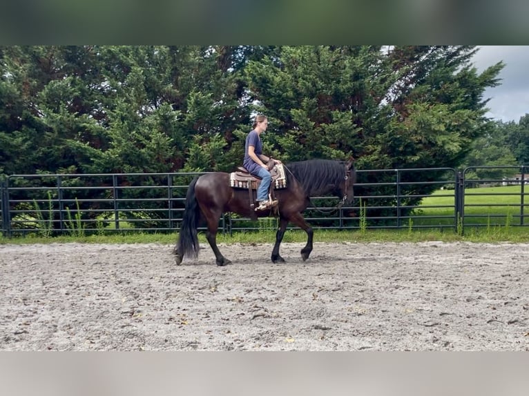 Fries paard Ruin 4 Jaar Zwart in New Holland