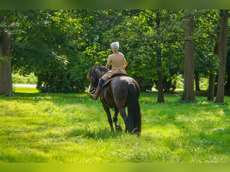 Fries paard Ruin 4 Jaar Zwart in New Holland