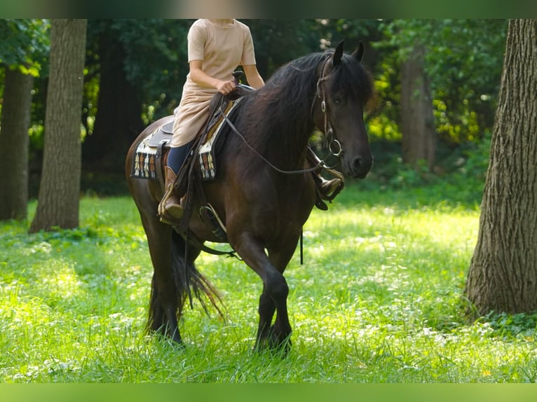 Fries paard Ruin 4 Jaar Zwart in New Holland