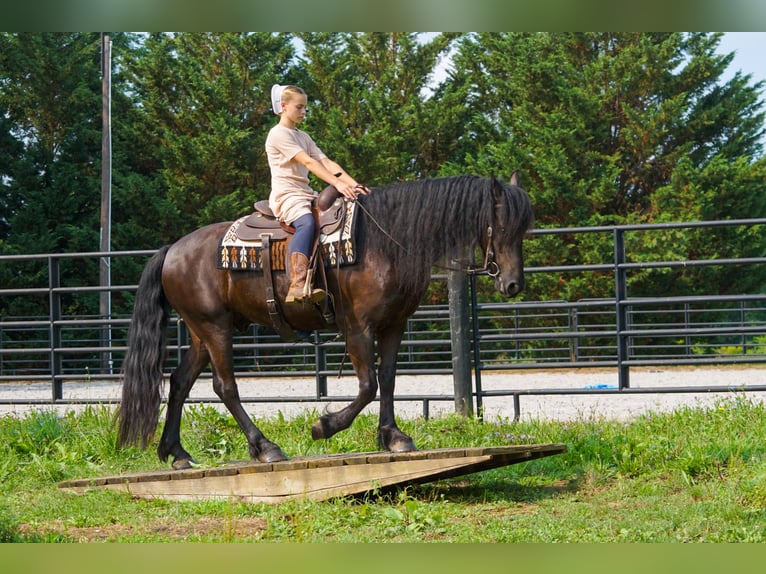 Fries paard Ruin 4 Jaar Zwart in New Holland