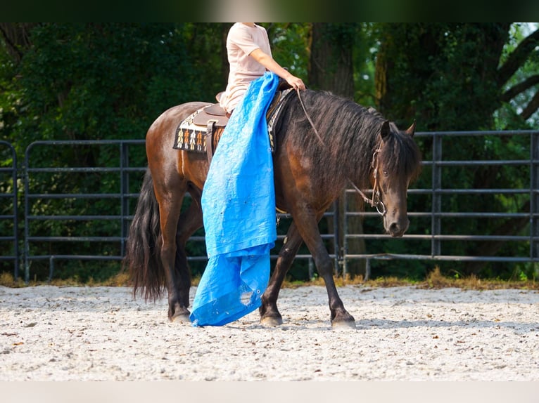 Fries paard Ruin 4 Jaar Zwart in New Holland