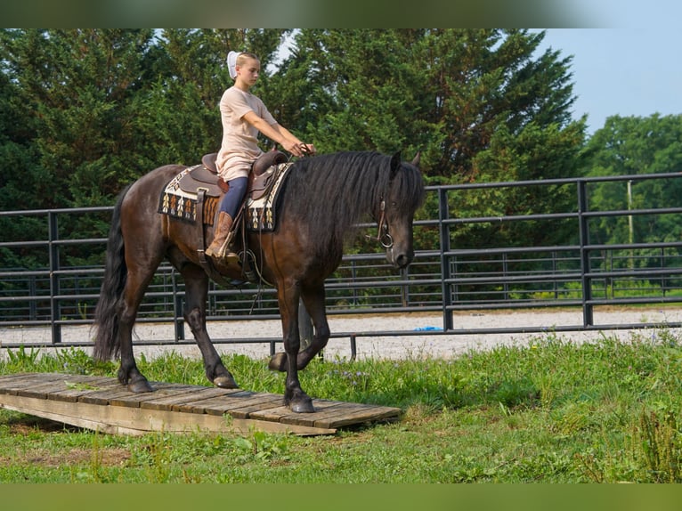 Fries paard Ruin 4 Jaar Zwart in New Holland