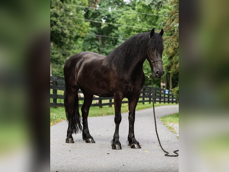 Fries paard Ruin 4 Jaar Zwart in New Holland