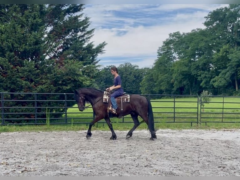 Fries paard Ruin 4 Jaar Zwart in New Holland
