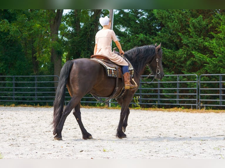 Fries paard Ruin 4 Jaar Zwart in New Holland