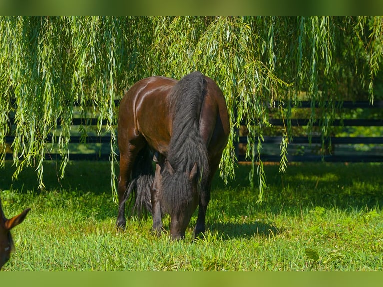 Fries paard Ruin 4 Jaar Zwart in New Holland