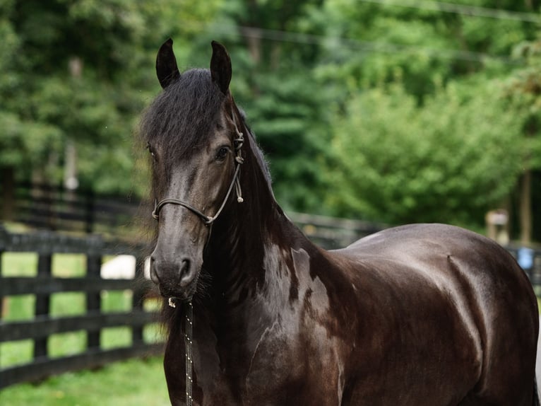 Fries paard Ruin 4 Jaar Zwart in New Holland