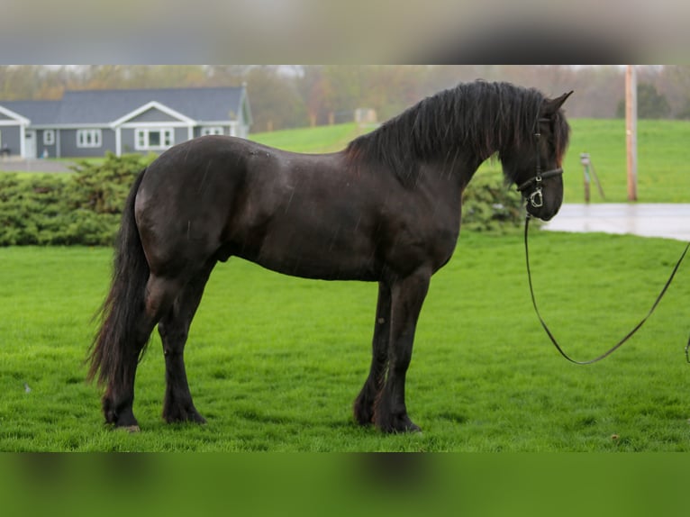 Fries paard Mix Ruin 4 Jaar Zwart in Shipshewana