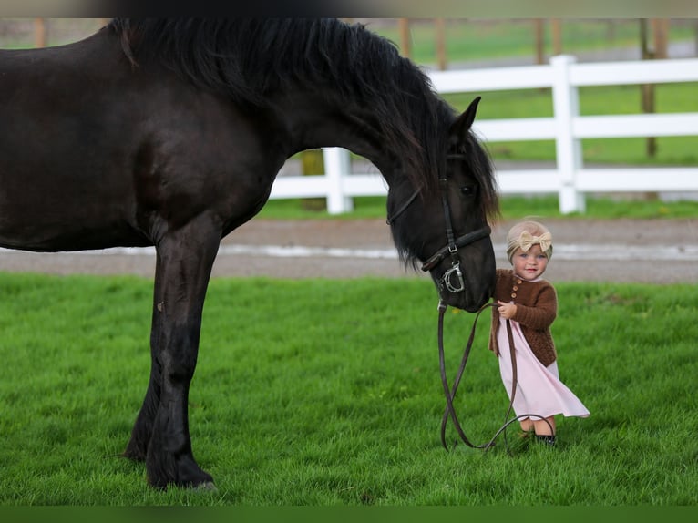 Fries paard Mix Ruin 4 Jaar Zwart in Shipshewana