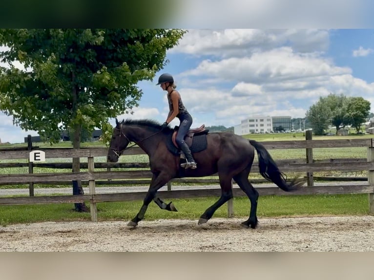 Fries paard Mix Ruin 4 Jaar Zwart in Gap
