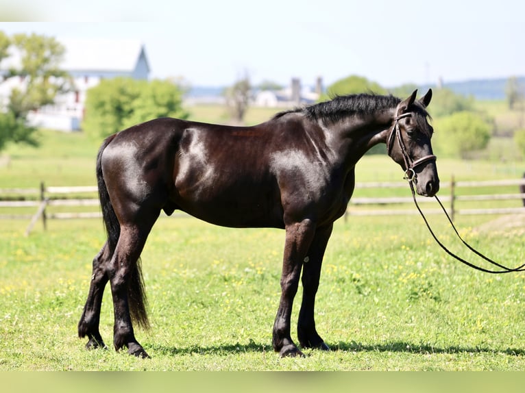 Fries paard Mix Ruin 4 Jaar Zwart in Gap