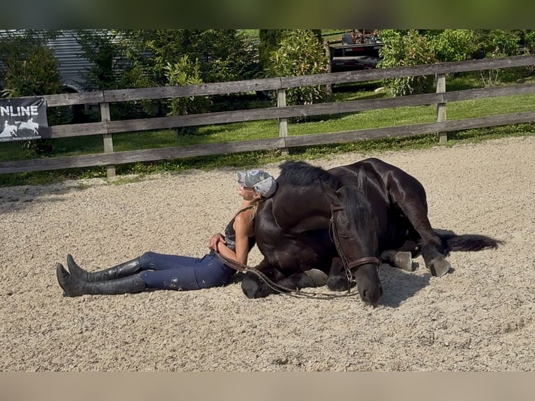 Fries paard Mix Ruin 4 Jaar Zwart in Gap