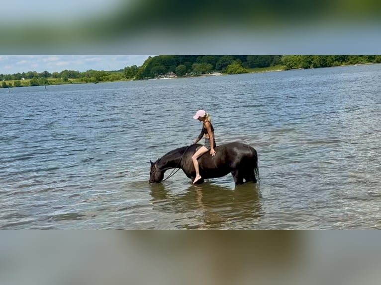 Fries paard Mix Ruin 4 Jaar Zwart in Gap