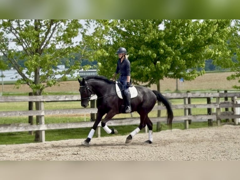 Fries paard Mix Ruin 4 Jaar Zwart in Gap