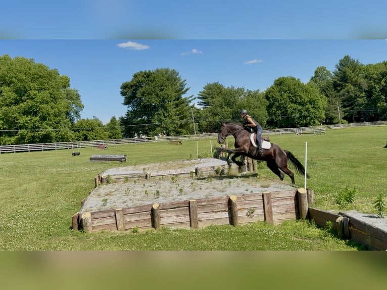 Fries paard Mix Ruin 4 Jaar Zwart in Gap