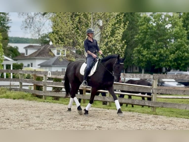 Fries paard Mix Ruin 4 Jaar Zwart in Gap