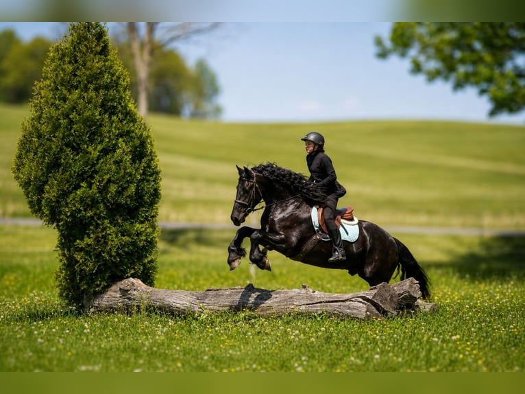 Fries paard Mix Ruin 4 Jaar Zwart in Fresno