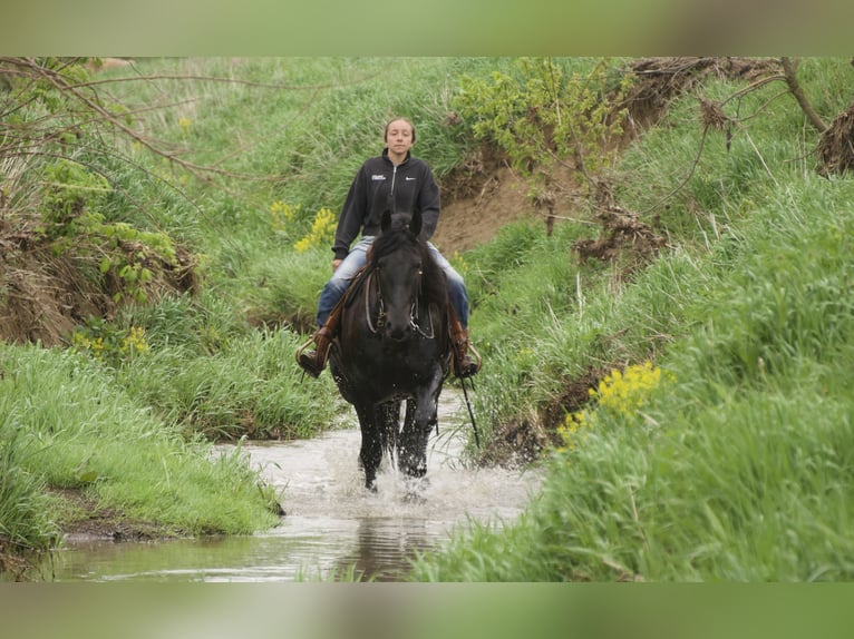 Fries paard Mix Ruin 4 Jaar Zwart in Fresno