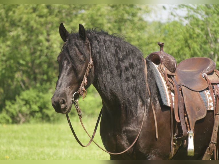 Fries paard Mix Ruin 4 Jaar Zwart in Fresno