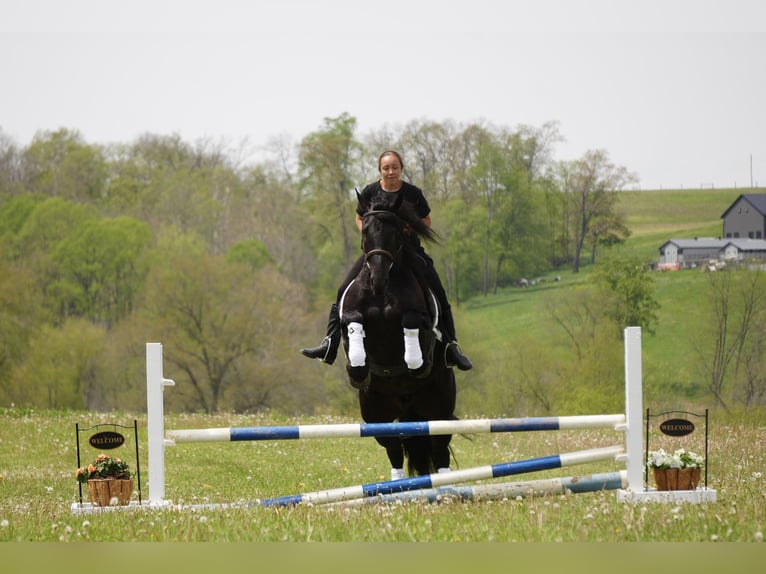 Fries paard Mix Ruin 4 Jaar Zwart in Fresno