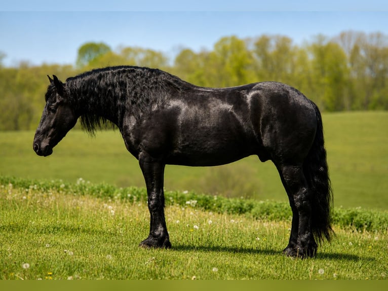 Fries paard Mix Ruin 4 Jaar Zwart in Fresno