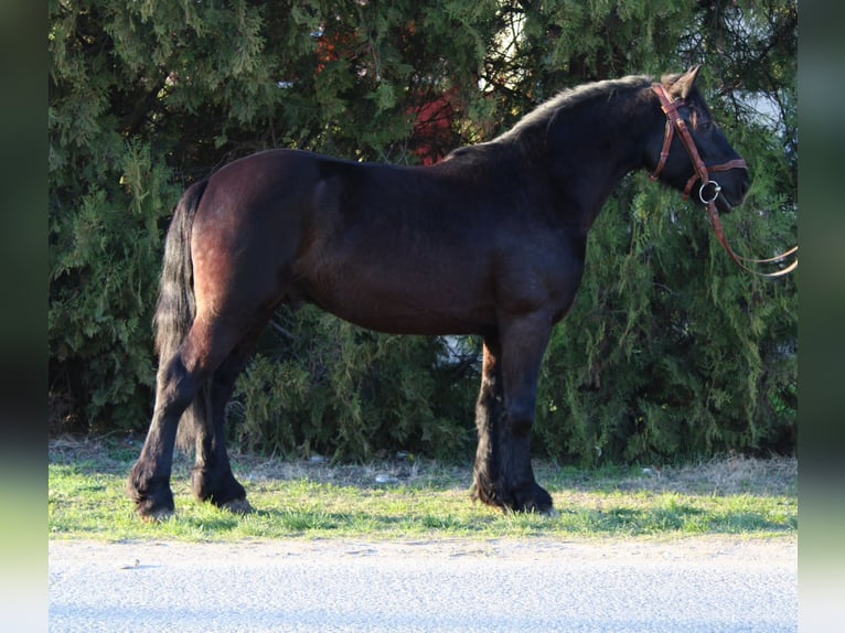 Fries paard Mix Ruin 5 Jaar 145 cm Zwart in Békés
