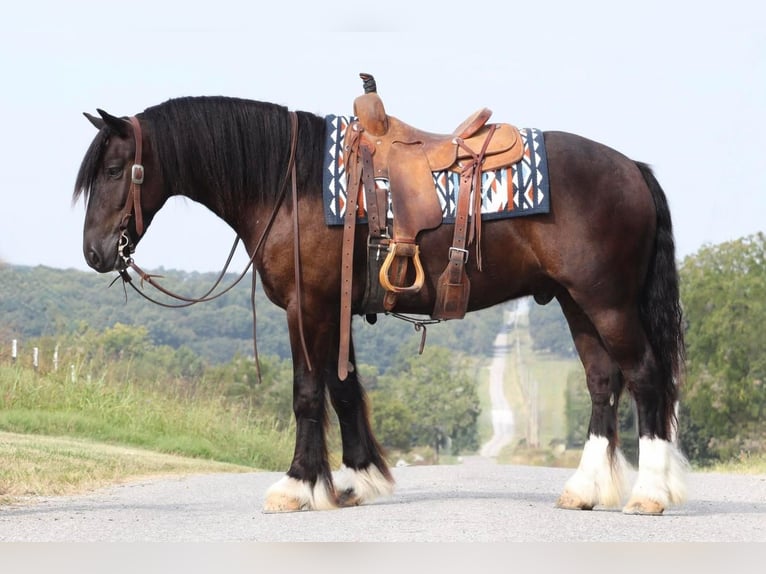 Fries paard Mix Ruin 5 Jaar 147 cm Zwart in Mount Vernon