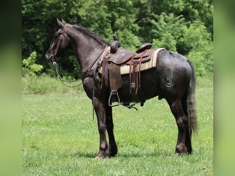 Fries paard Ruin 5 Jaar 150 cm Zwart in Tompkinsville Ky