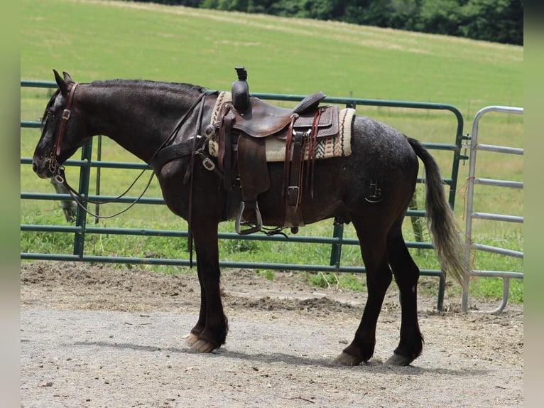 Fries paard Ruin 5 Jaar 150 cm Zwart in Tompkinsville Ky