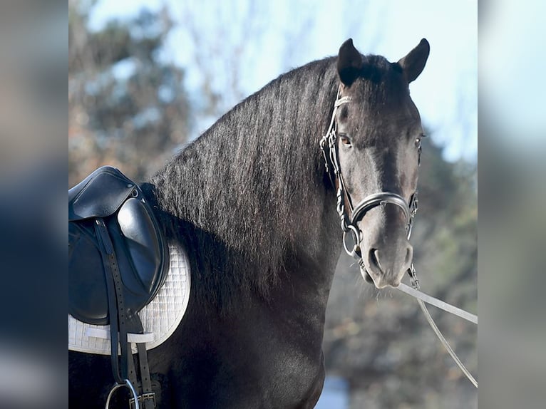 Fries paard Ruin 5 Jaar 152 cm Bruin in Los Angeles