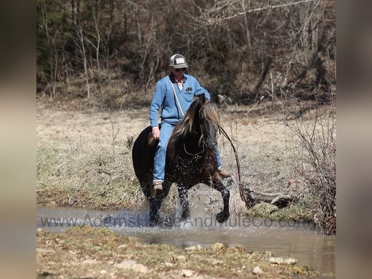 Fries paard Ruin 5 Jaar 152 cm Bruin in Mount Vernon