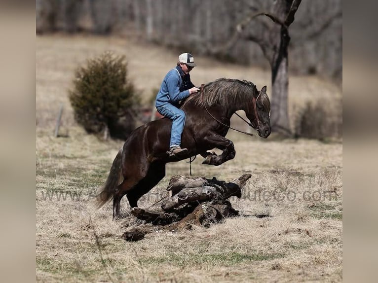 Fries paard Ruin 5 Jaar 152 cm Bruin in Mount Vernon
