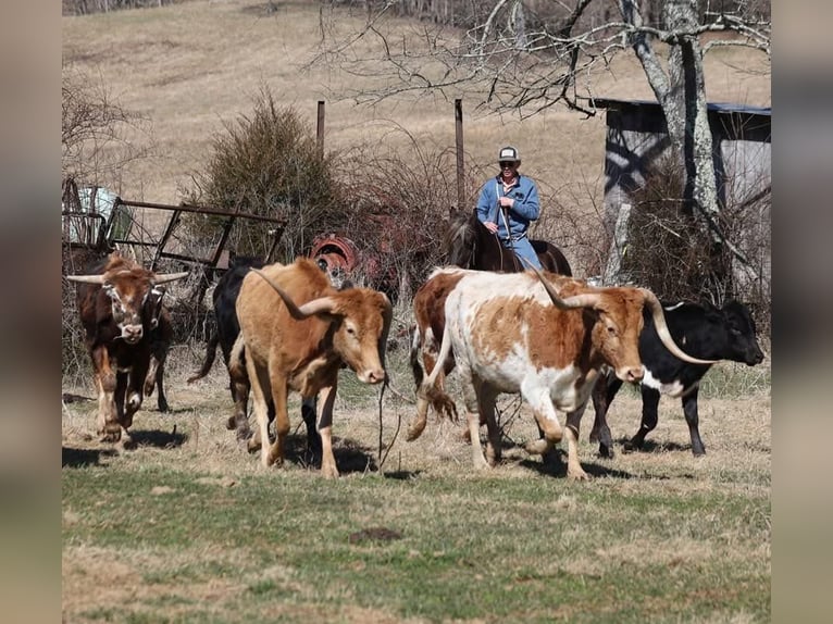 Fries paard Ruin 5 Jaar 152 cm Bruin in Mount Vernon