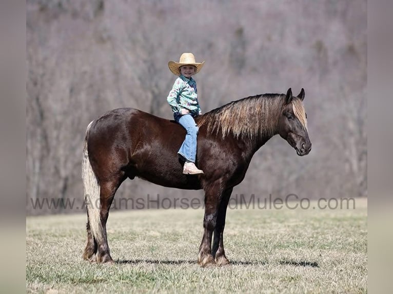 Fries paard Ruin 5 Jaar 152 cm Bruin in Mount Vernon