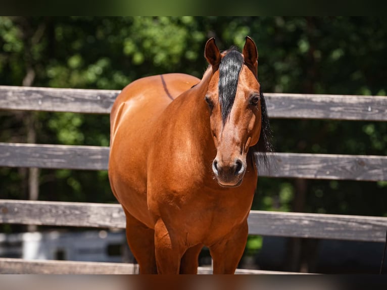 Fries paard Mix Ruin 5 Jaar 152 cm Buckskin in Clover