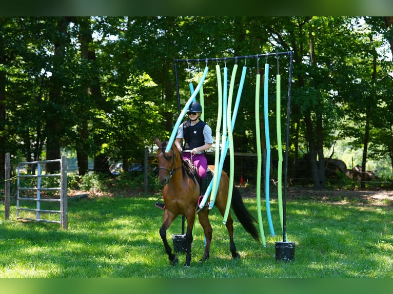 Fries paard Mix Ruin 5 Jaar 152 cm Buckskin in Clover