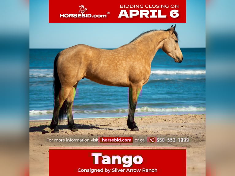 Fries paard Mix Ruin 5 Jaar 152 cm Buckskin in Ocala