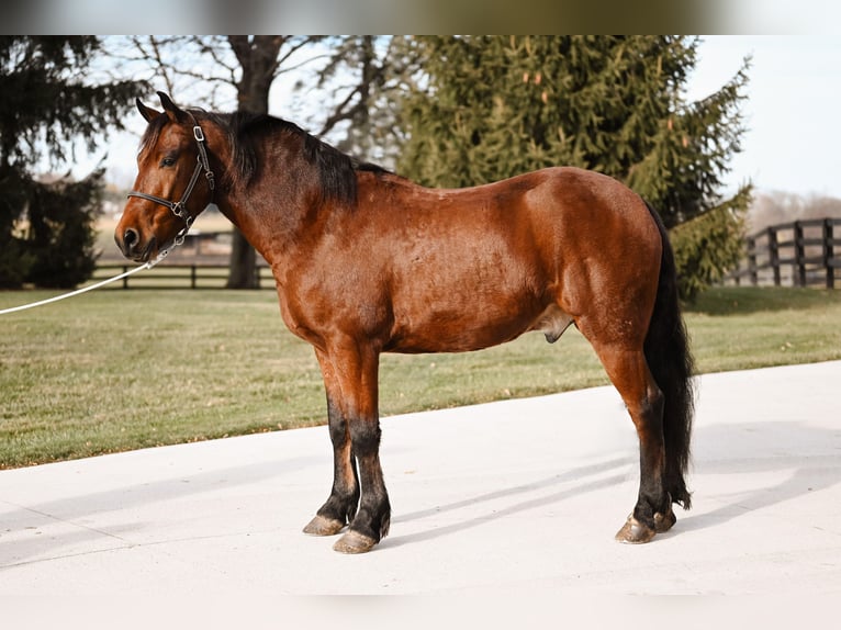 Fries paard Mix Ruin 5 Jaar 152 cm Roodbruin in Orrville, OH