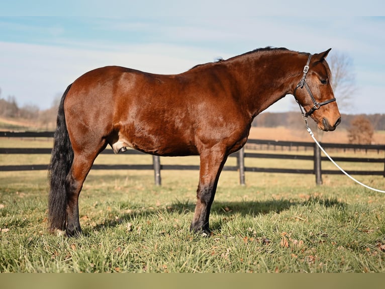 Fries paard Mix Ruin 5 Jaar 152 cm Roodbruin in Orrville, OH