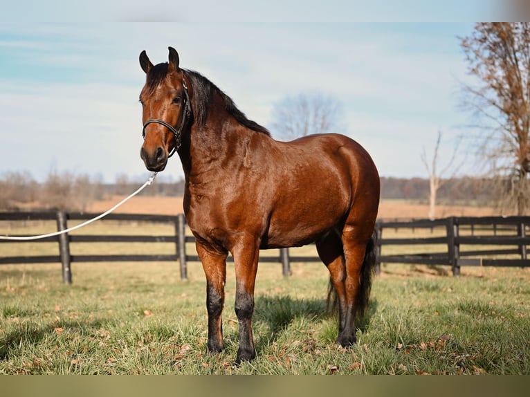 Fries paard Mix Ruin 5 Jaar 152 cm Roodbruin in Orrville, OH