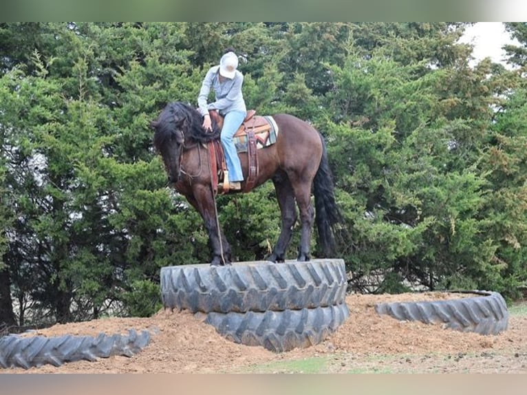 Fries paard Mix Ruin 5 Jaar 152 cm Zwart in Ripley